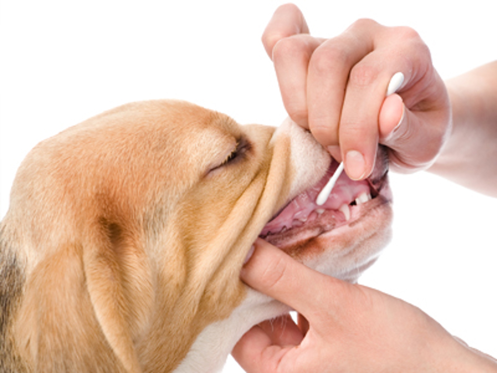 DNA testing | Dog health | The Kennel Club