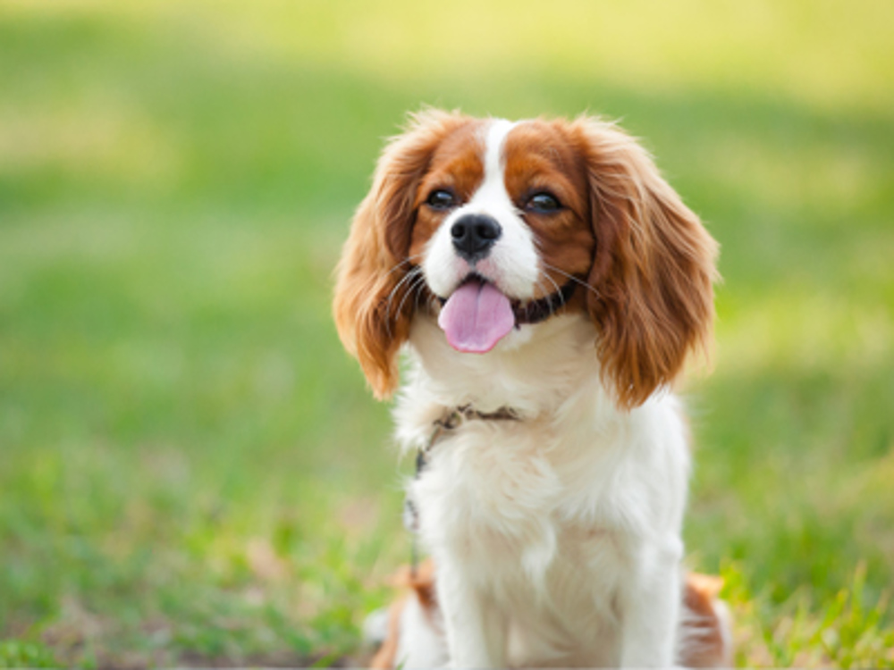 Heart Scheme Cavalier King Charles Spaniels Kennel Club