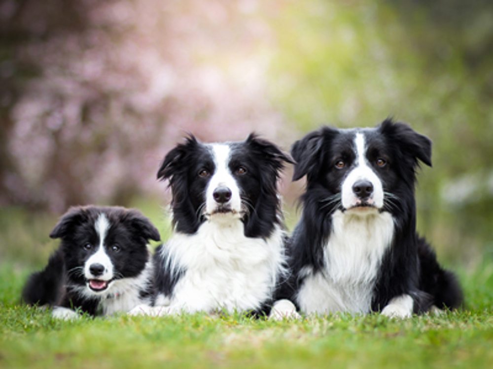 Three Border Collies laying down together