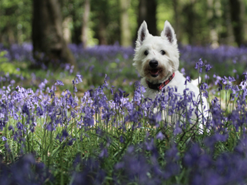 Dog running through field