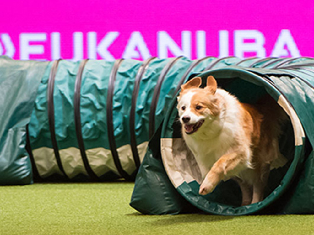 Qualifying shows Kennel Club events Agility Kennel Club
