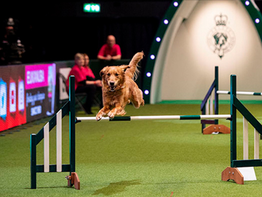 Attending your first agility show The Kennel Club