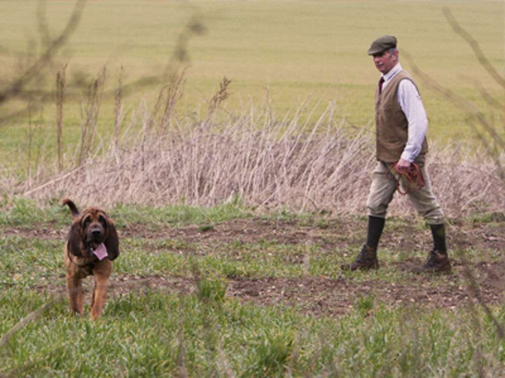 Bloodhound with tongue out walking a long with man behind