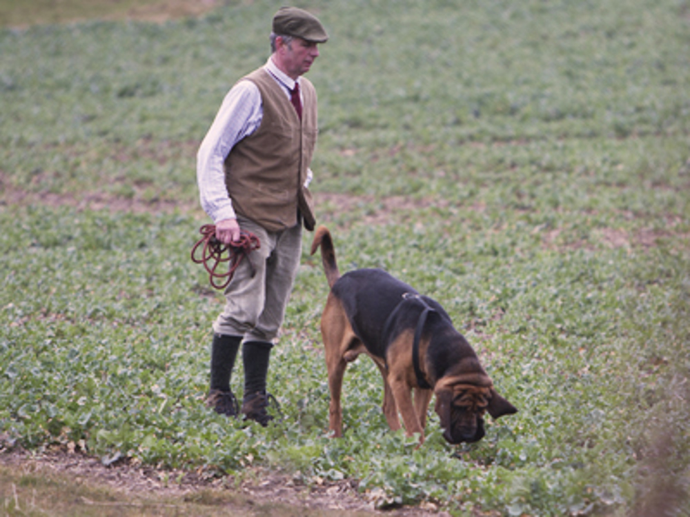 Bloodhound with a man who is holding rope