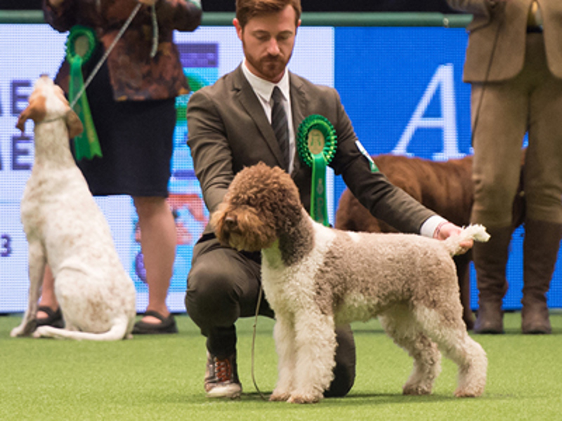 A Lagotto Romagnolo being shown at Crufts