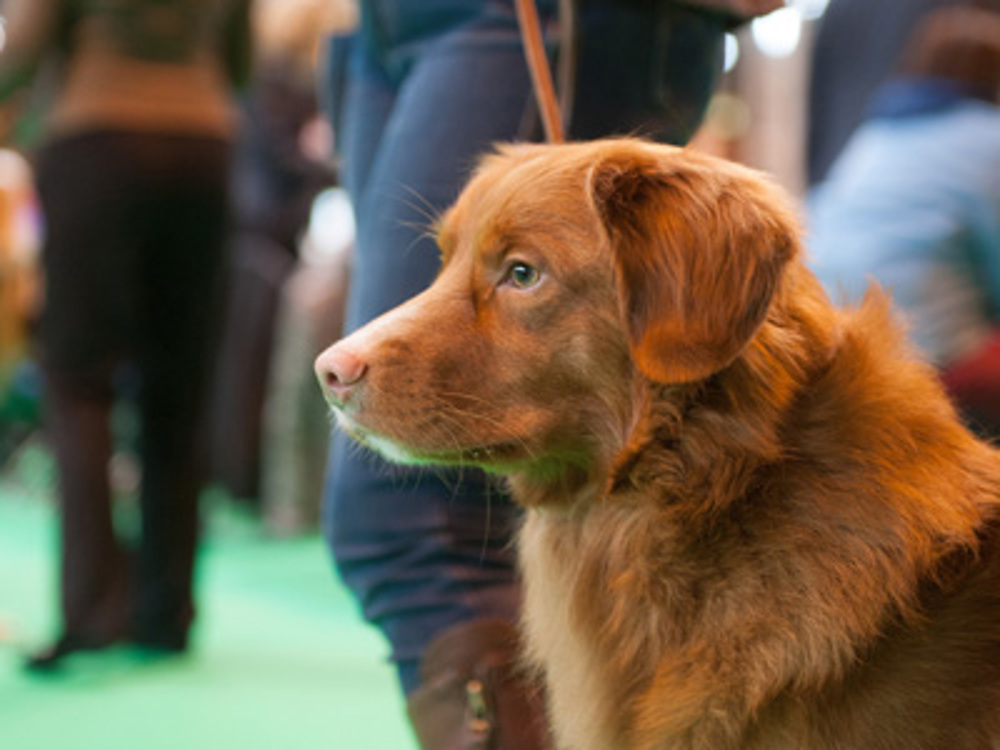Companion dog shows Events and Activities Kennel Club