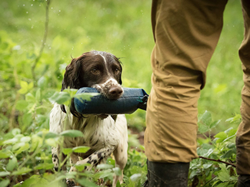 Judging a field trial | Events & Activities | Kennel Club