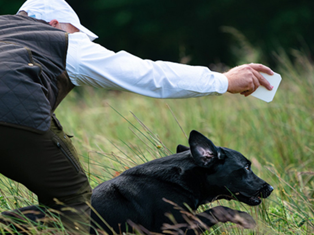 Labrador jumping through field with owner pointing
