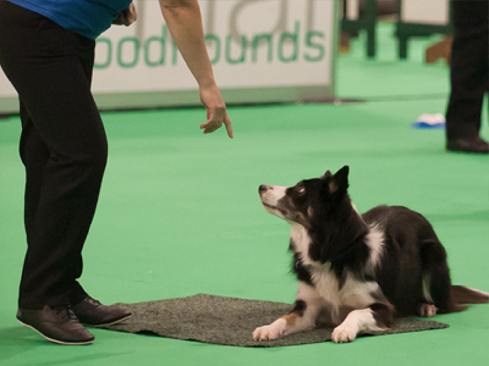 Obedience secretary information Activities Kennel Club