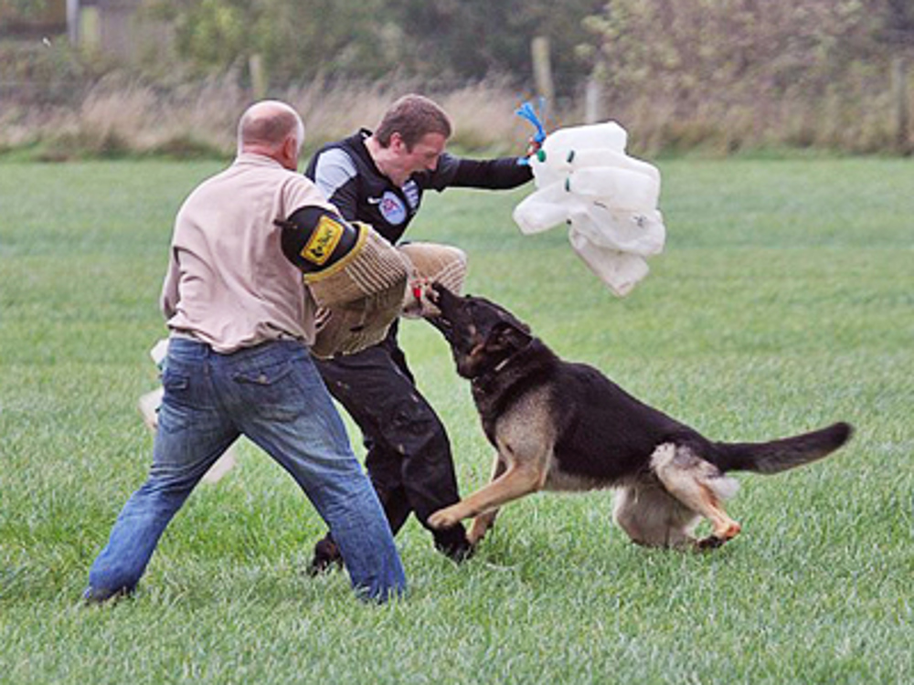 Dog being trained