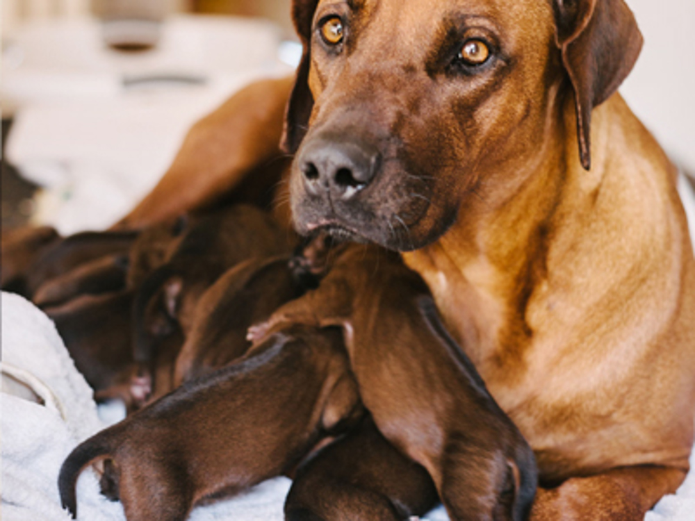 Mother and puppies