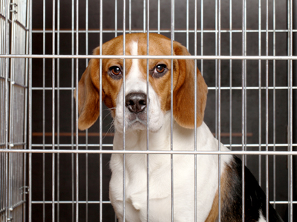 Animal testing | Campaigns | The Kennel Club