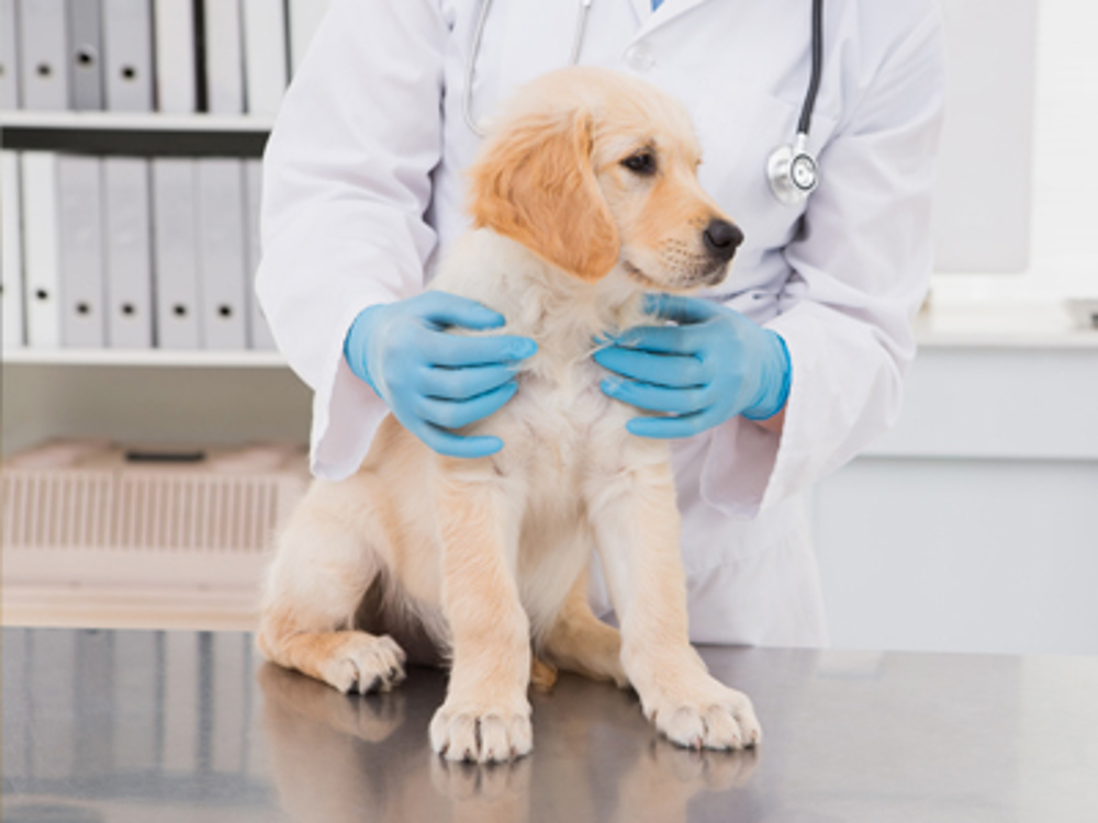 Labrador sat on vet table