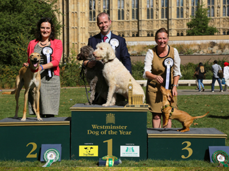 Winners of Westminster dog of the year