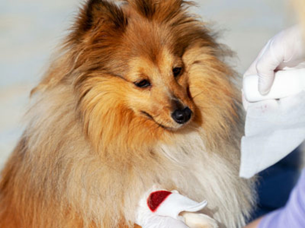 how to treat a dogs broken leg