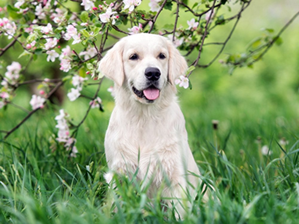 Dog sitting amongst flowers and grass in spring time