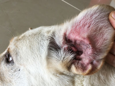 inside of dog's ear red and itchy