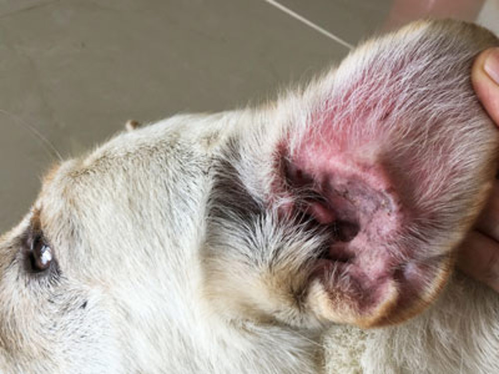 how to clear up yeast infection in dogs ear