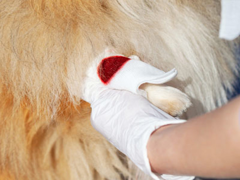 Dogs paw with bandage and blood on show