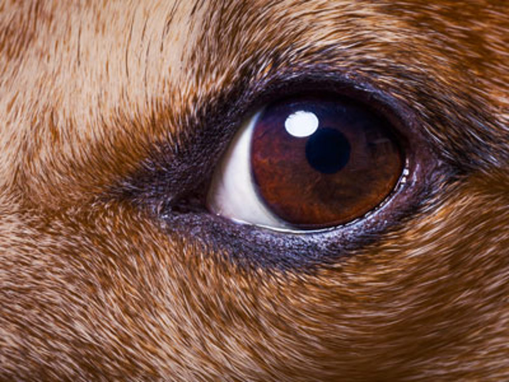 what can cause sudden blindness in dogs