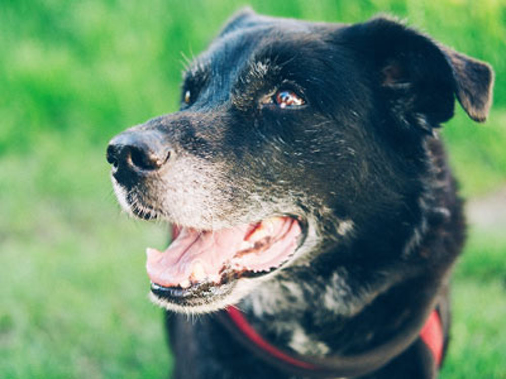 do dogs lose weight when they get old