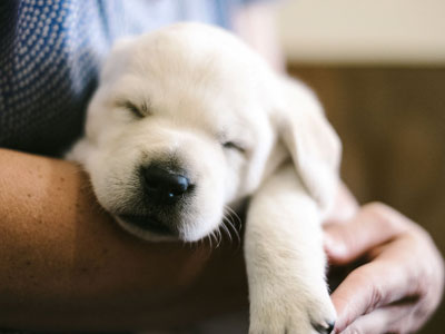 kennel club puppies