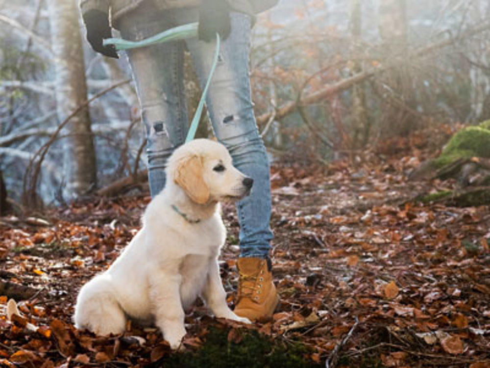 Labrador in forest with owners legs in view