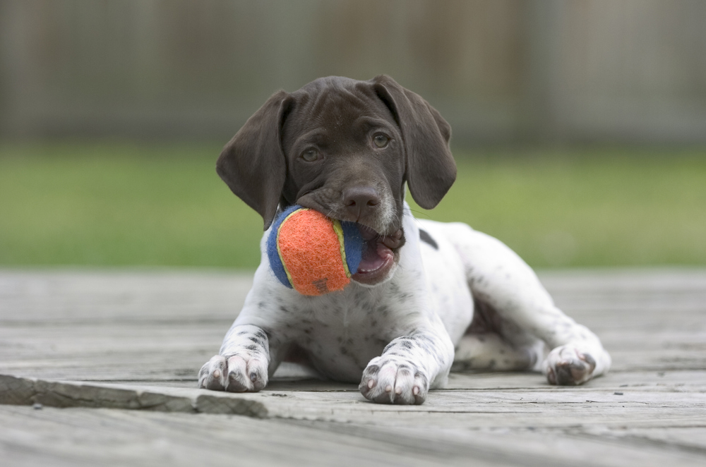 how do you stop puppy biting