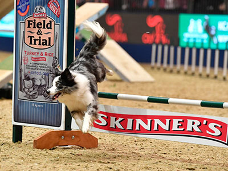 Dog jumping over Skinners jump