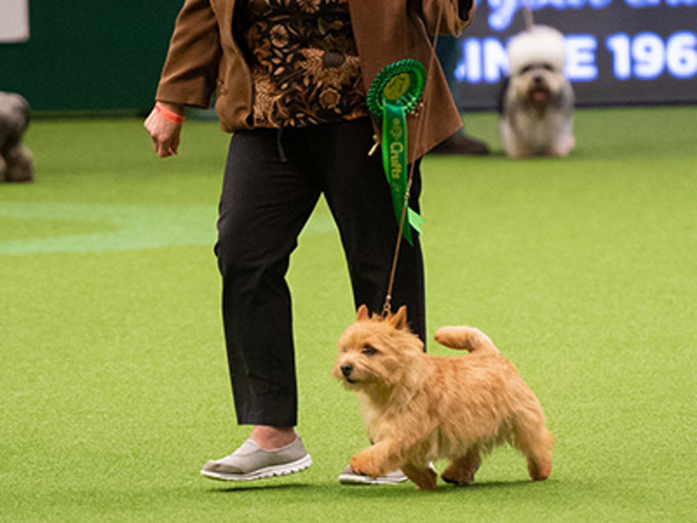Attending your first dog show Activities Kennel Club