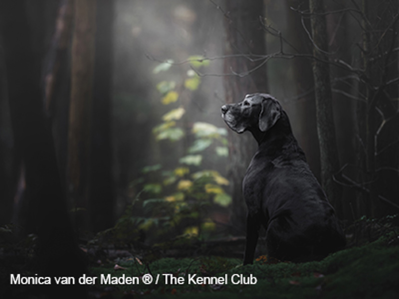 Dog sat in woods