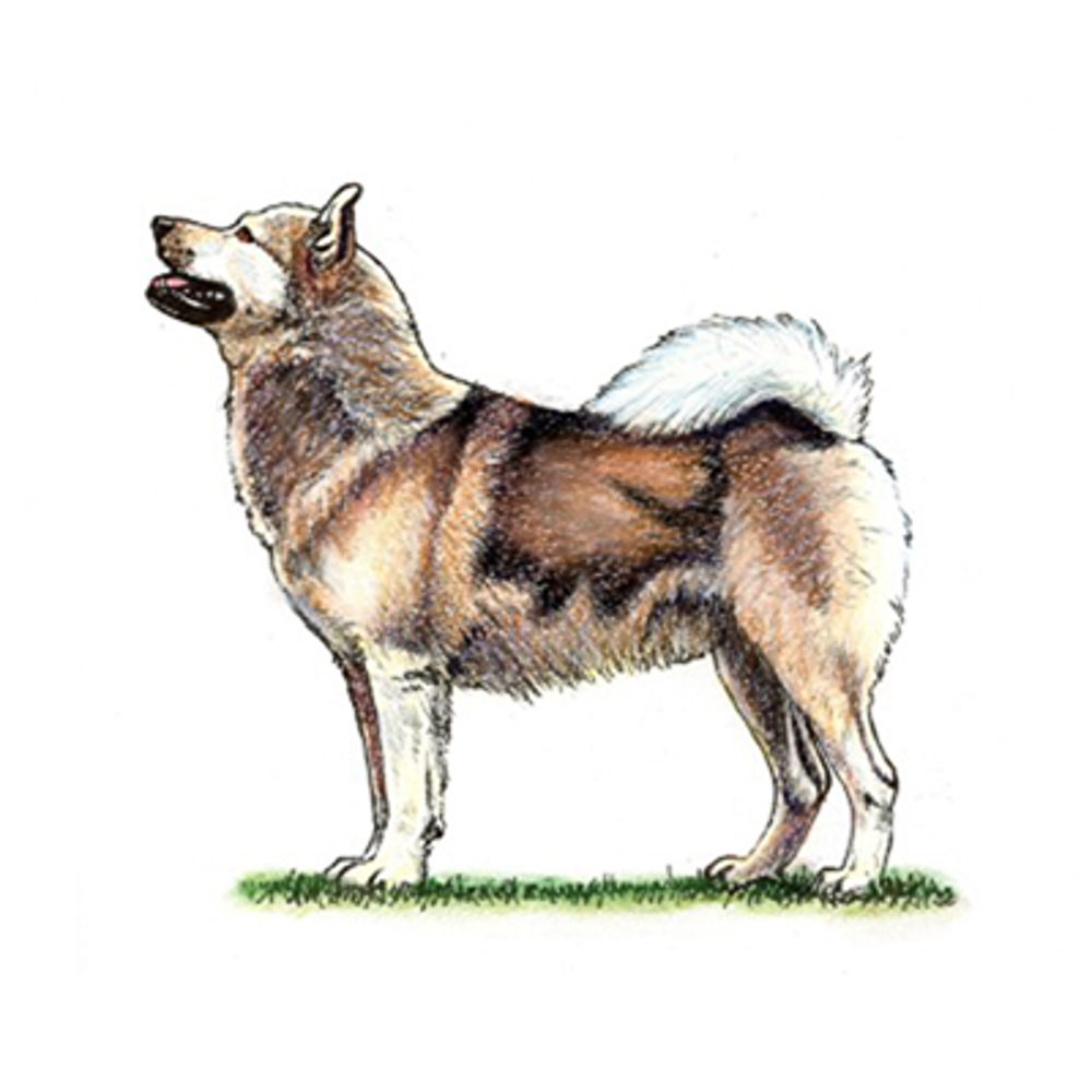 Greenland Dog illustration
