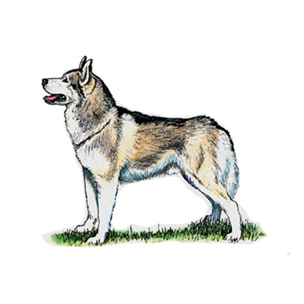 Siberian Husky illustration