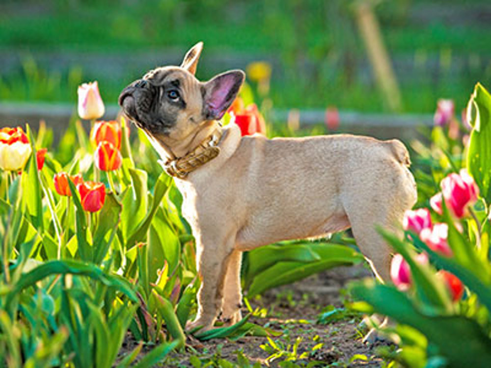 Dog stood in a field of flowers
