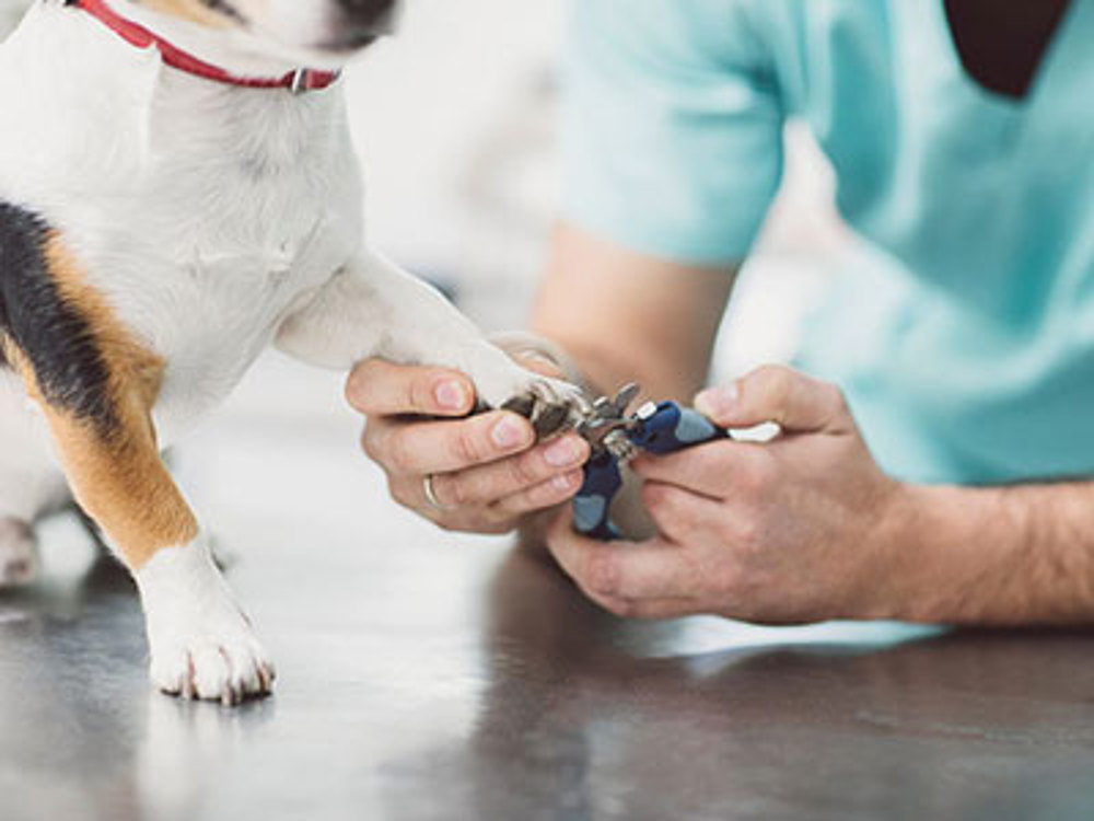 how long does it take for dog nail to grow back