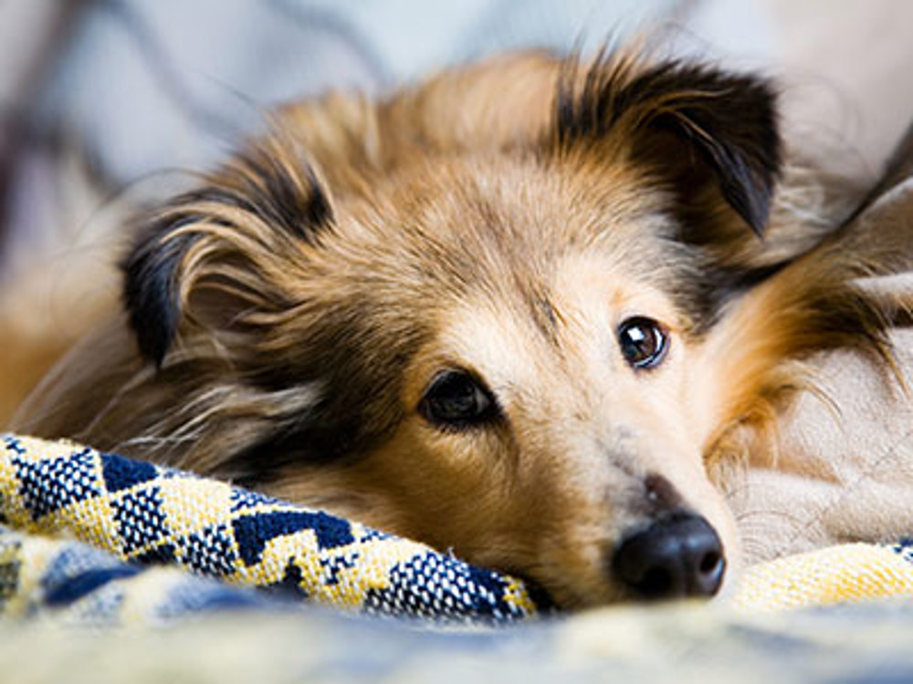 Pyometra in dogs | Dog health | The Kennel Club