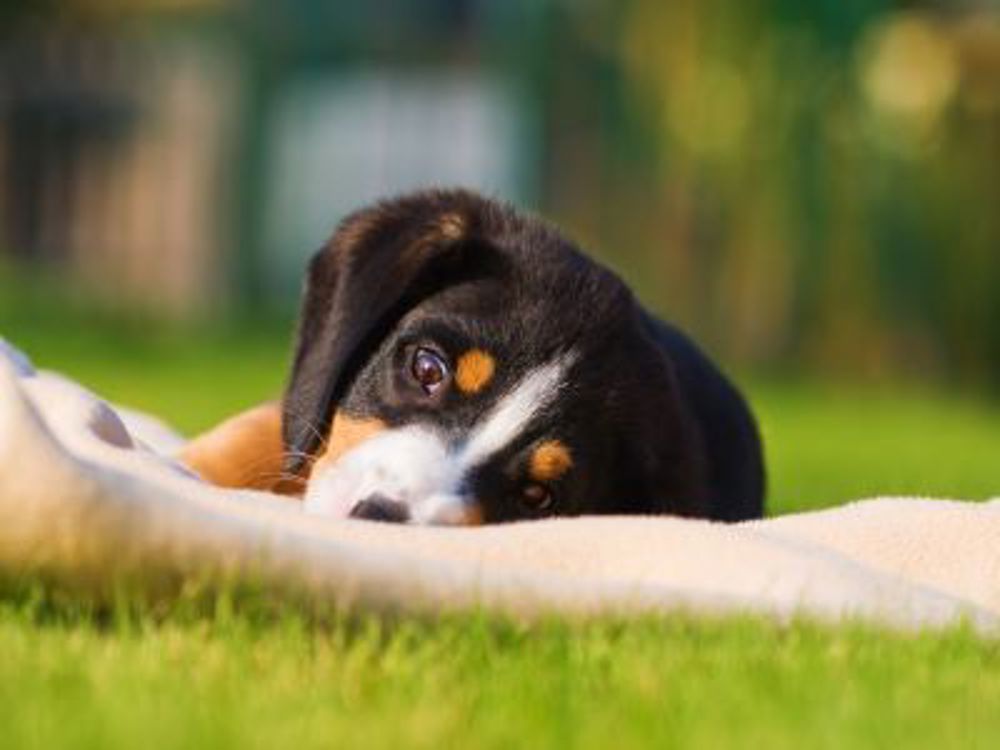 when should you deworm your dog