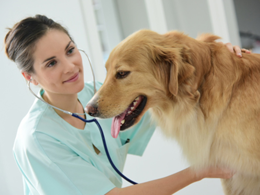 Get started with health testing & screening | Kennel Club