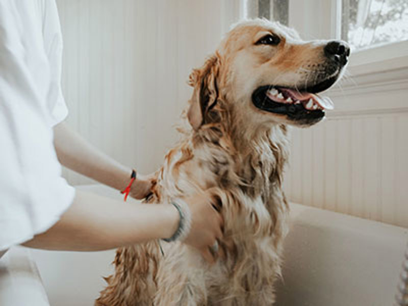 Health and dog care | The Kennel Club