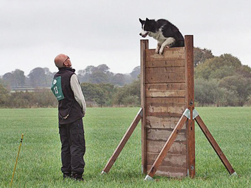 Dog jumping over wall with owner looking