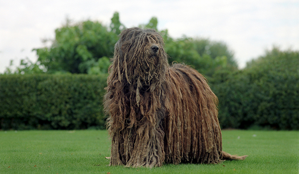 Bergamasco Shepherd Dog