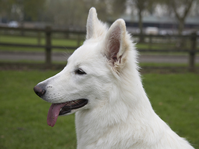 White Swiss Shepherd Dog headshot
