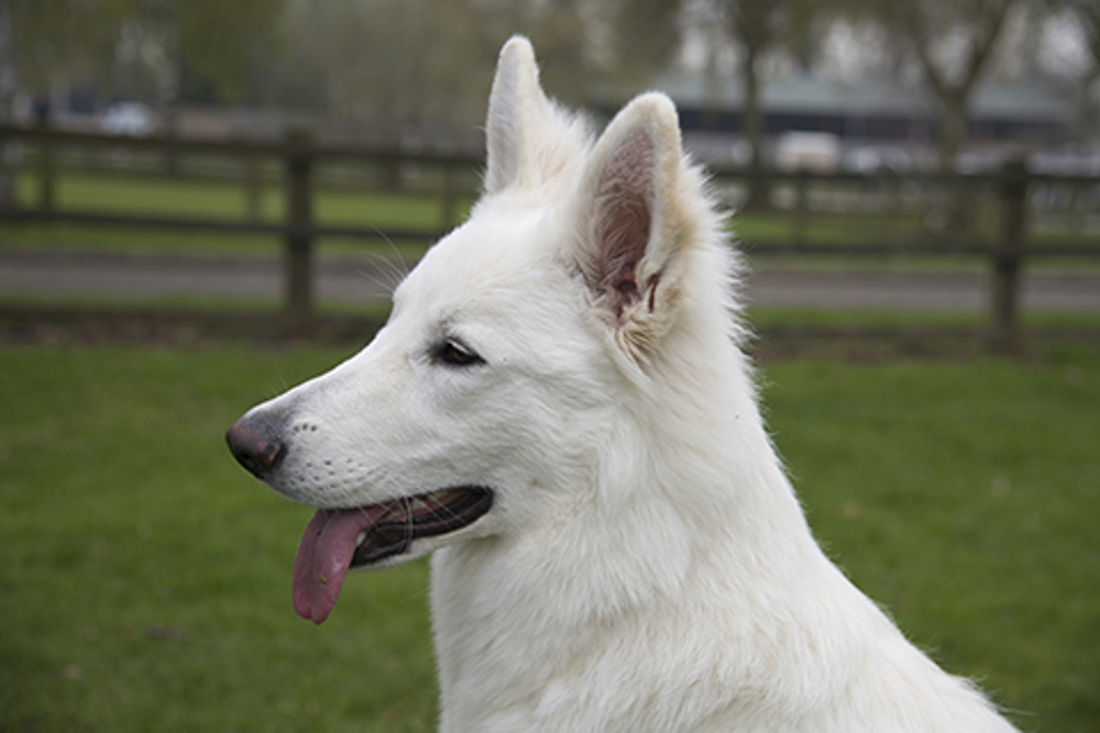 Does The White Swiss Shepherd Dog Love Children