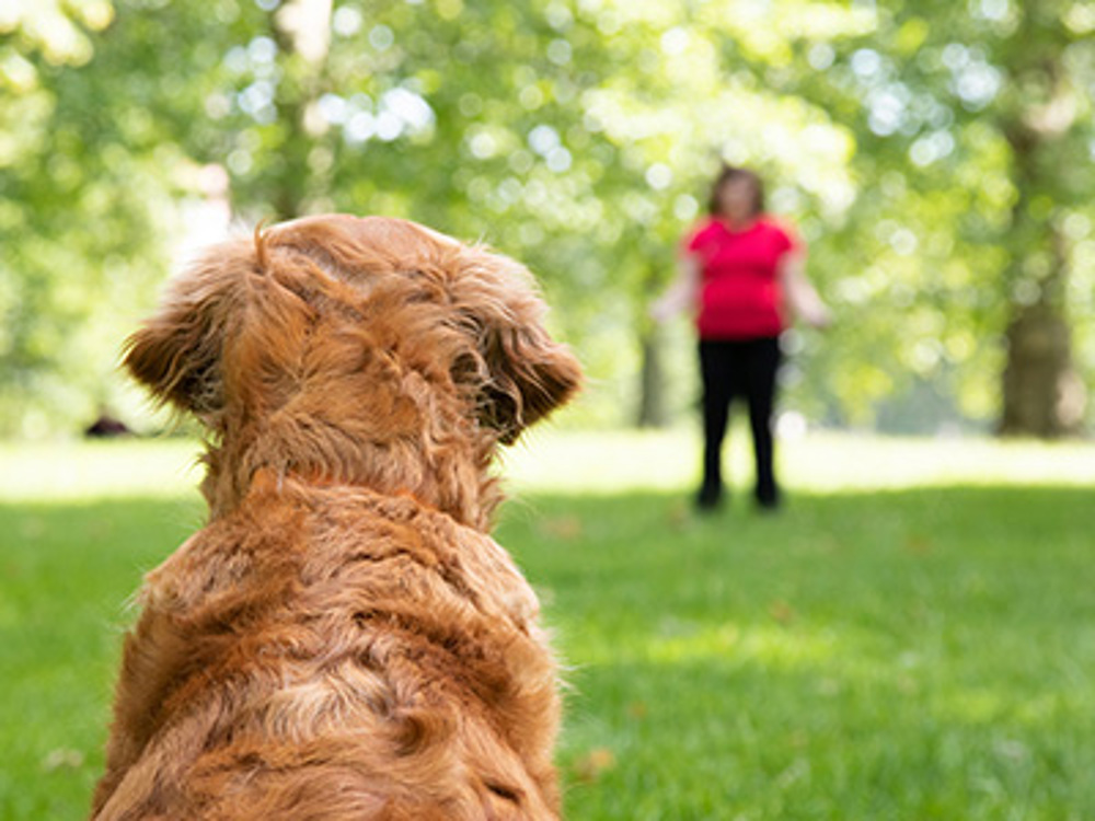 Using the Good Citizen Dog Training scheme | The Kennel Club