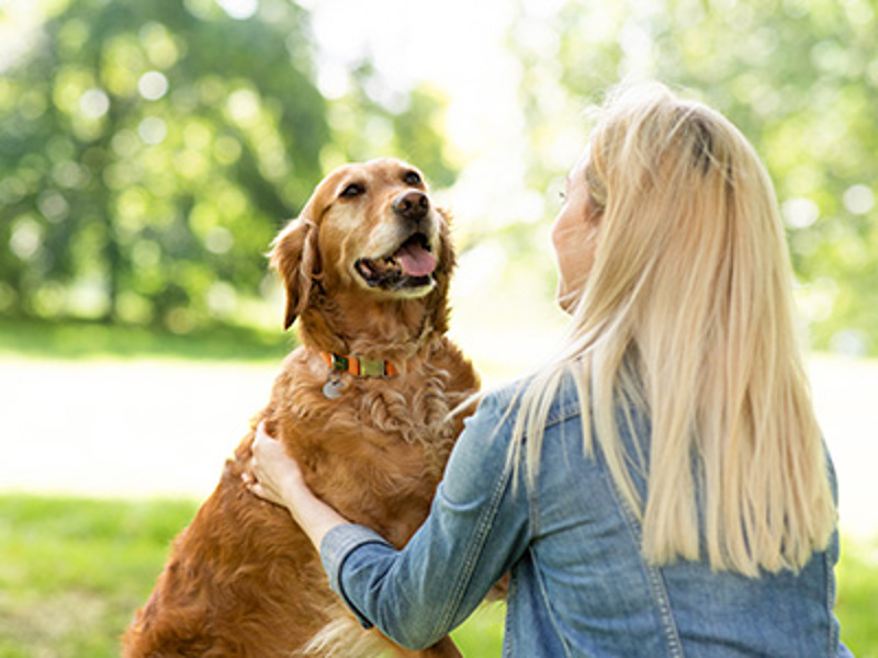 Retriever with tongue out looking at blonde owner