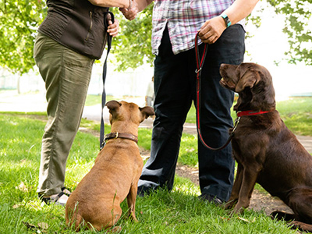 Competitions Good Citizen Dog Scheme Kennel Club