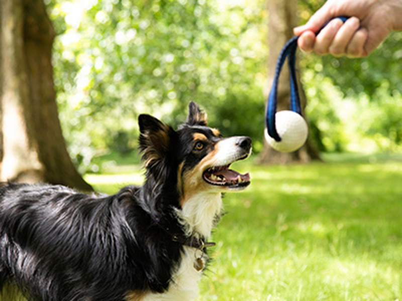 Dog training - basics, classes and instructors | Kennel Club