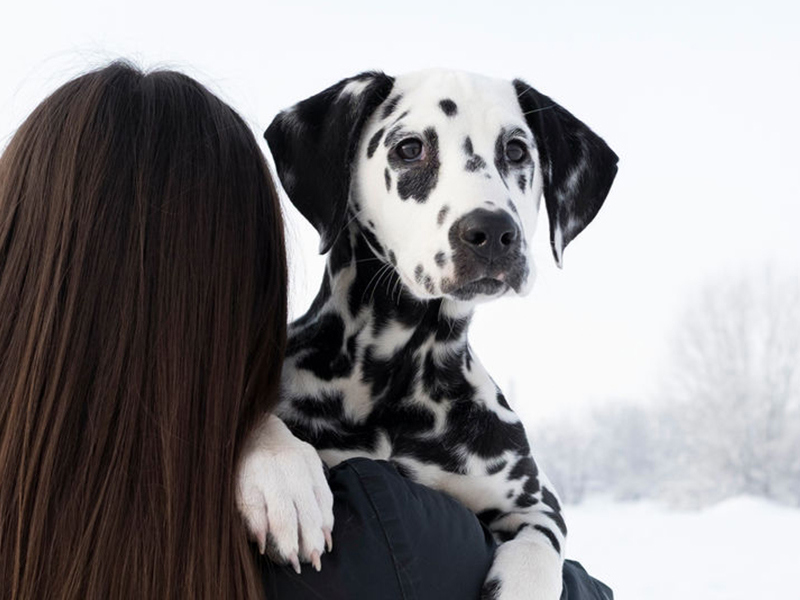 Dalmatian looking over the shoulder of brunette girl