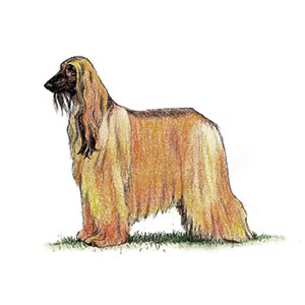 Afghan Hound illustration