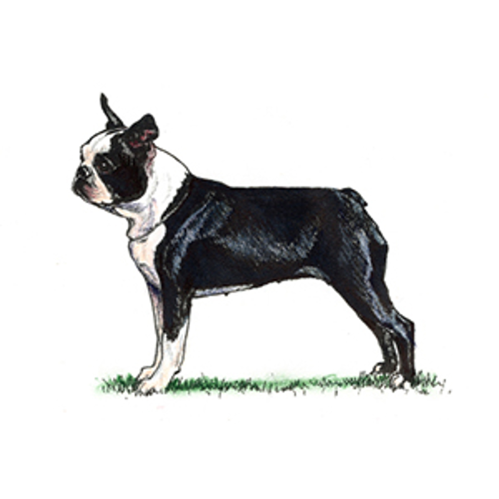 what breed is the boston terrier